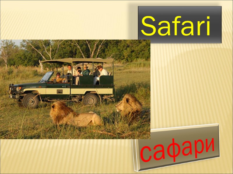 Safari  сафари